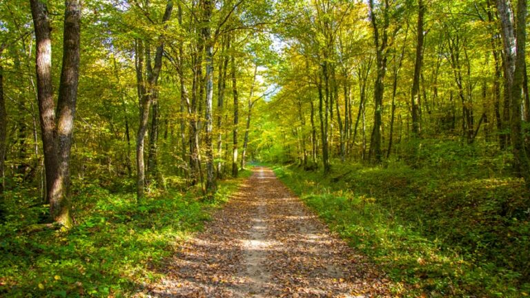 What To Expect On A Forest Bathing Walk: A Beginner’s Guide - Just Ask ...